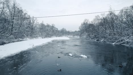 Frozen-river,-snowy-trees-and-wild-ducks-swimming-in-cold-water,-aerial-shot