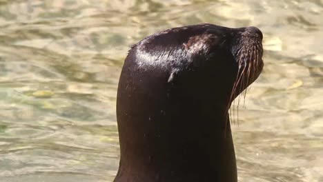 león marino 08 2