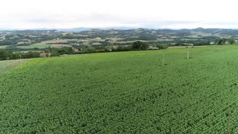 Drohnenaufnahme-Eines-Sonnenblumenfeldes-Mit-Wunderschöner-Landschaft