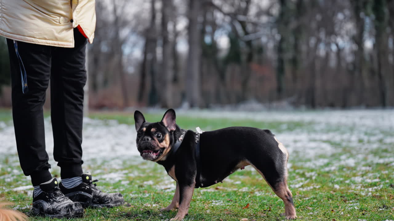 perrito de bulldog francés negro salta y gira girando 360 grados en el aire junto al dueño en el parque de invierno