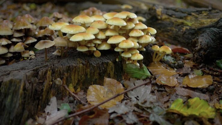Autumn forest