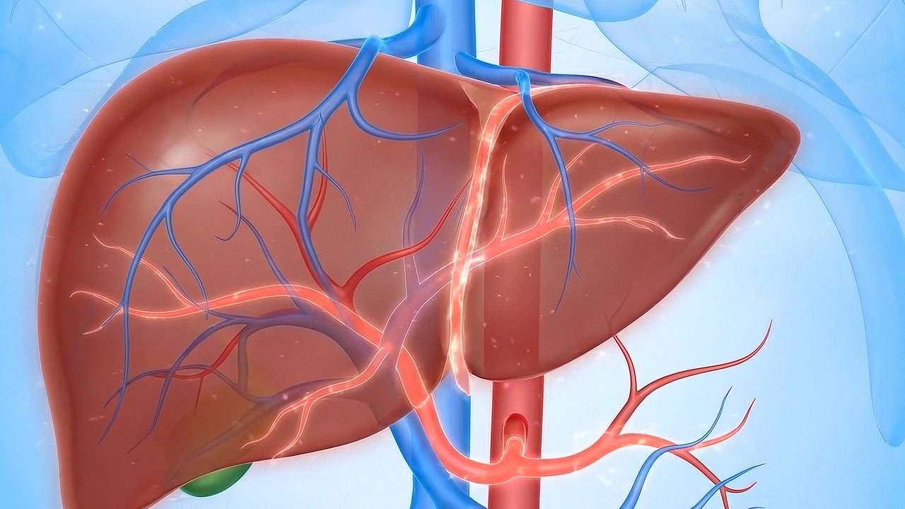 Medical Animation of Human Liver Anatomy and Blood Flow