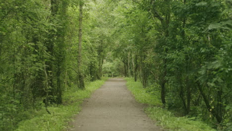 center framed pathway in the forest of st