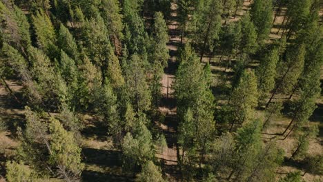 aerial drone view following motorcycle down forest road with pine trees