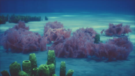 purple and pink soft corals and red sponges