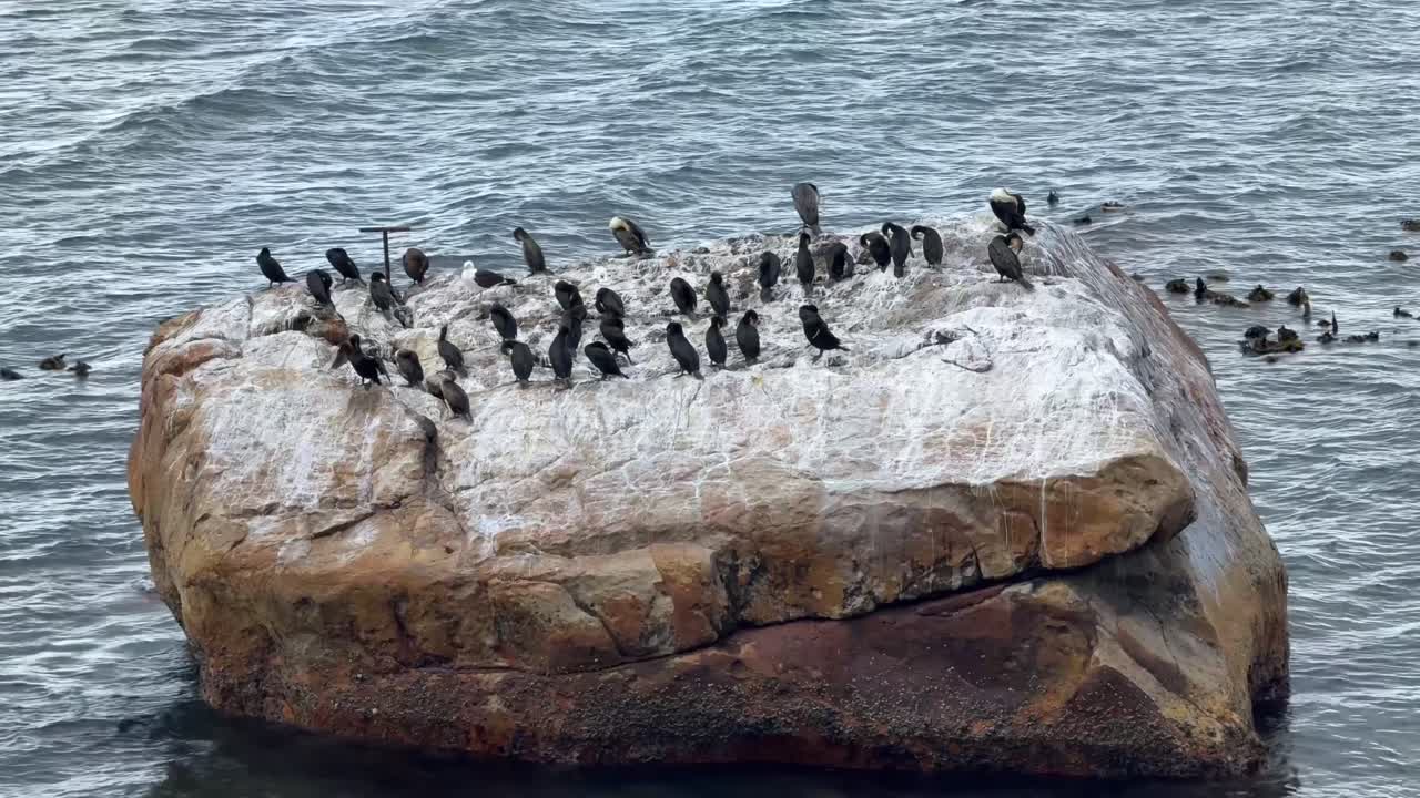 Cormorants resting for the morning after fishing since sunrise