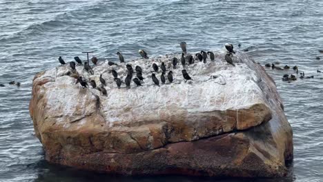 Cormorants resting for the morning after fishing since sunrise