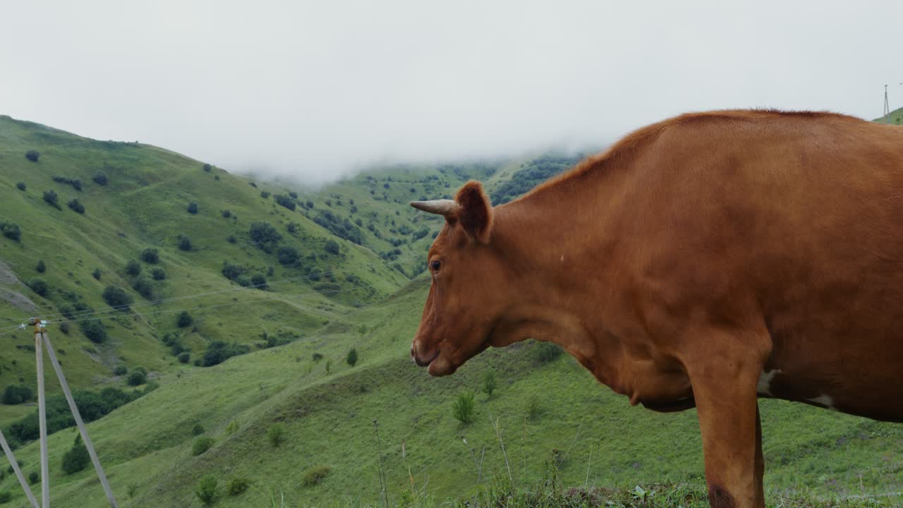 Mucca marrone in un pascolo montano