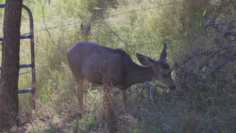 Mule-deer-doe-grazing-in-tall-grass-and-bushes-in-front-of-a-wire-fence-and-gate