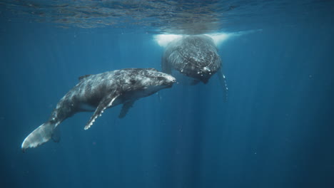 Adorable-Cría-De-Ballena-Jorobada-Mirando-Directamente-A-La-Cámara