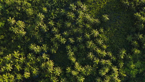 Aerial-twist-turn-view-of-Cononut-Palm-Trees-nearby-Coconut-road-on-Siargao-Island,-Philippines