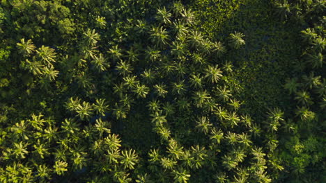 giro aéreo vista de palmeras de cononut cerca de la carretera de coco en la isla de siargao, filipinas