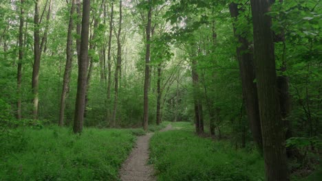 Langsamer-Wanderweg-Durch-Dichten-Grünen-Wald-Im-Herzen-Siebenbürgens