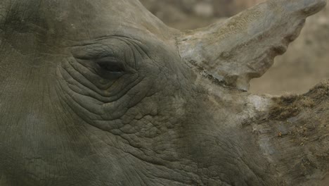 white rhinoceros face close up with jagged horns