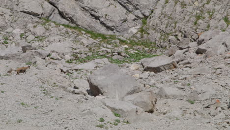 herd of chamois looking for food on a rock covered mountain plateau