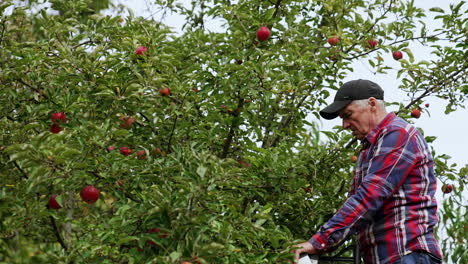 calm confident farmer standing on the ladder near the tree. man pick apple harvest in his garden.
