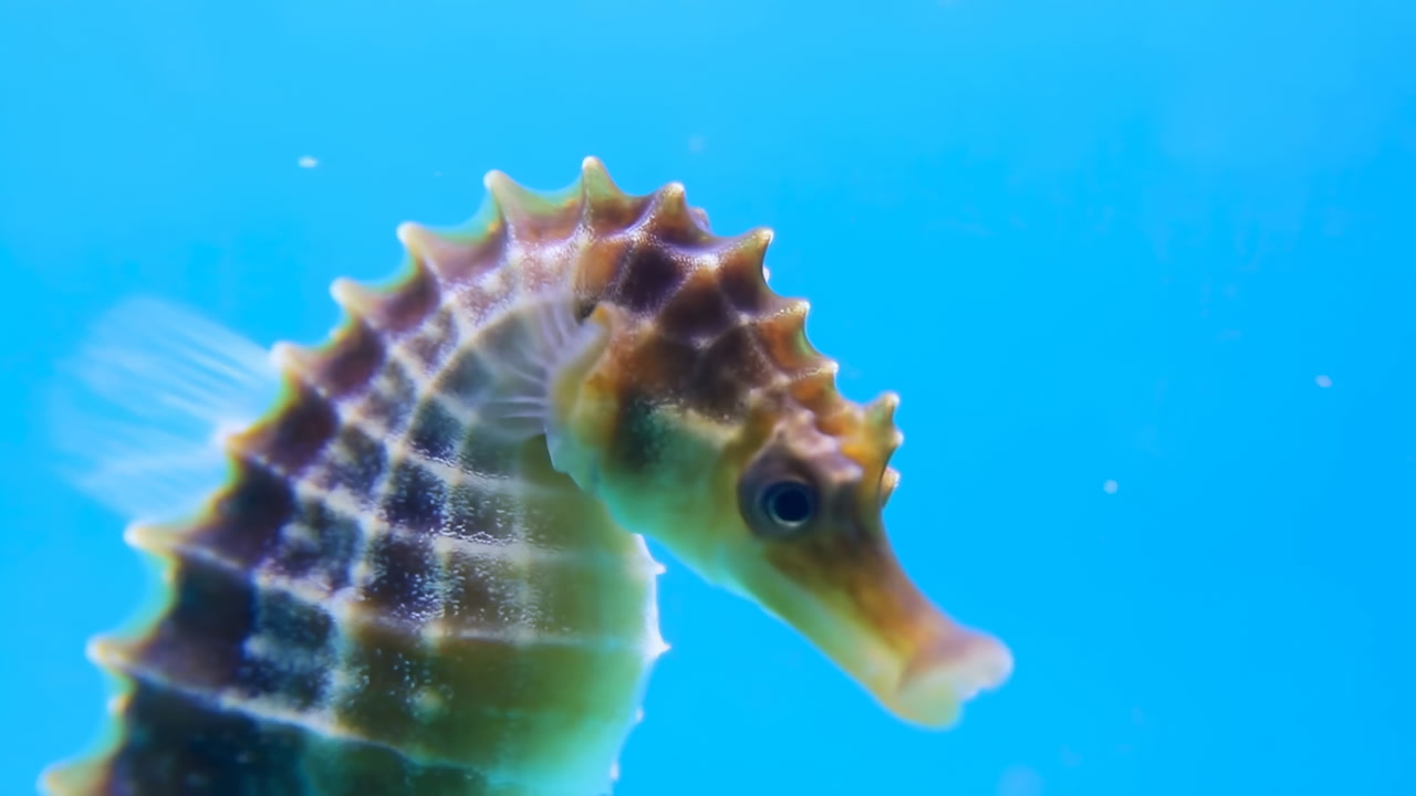 Closeup Seahorse In Vivid Blue Water, Serene Aquarium Portrait Showing Textured Armor, Translucent Fins