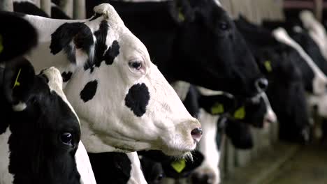 Una-Granja-De-Vacas-Y-Terneros-En-Turquía,-Un-Pastor-Y-Un-Rebaño-En-El-Techo-Mientras-Se-Alimenta-Al-Ternero