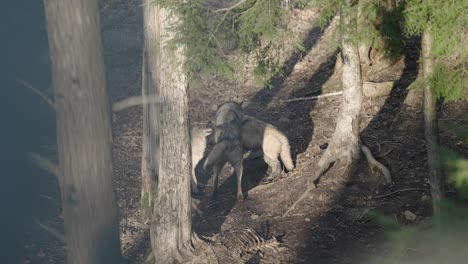 Skulk-Of-Gray-Wolf-Playing-In-The-Forest-Under-The-Trees-In-Parc-Omega,-Quebec,-Canada