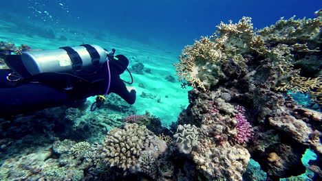 Diver-in-diving-equipment-with-oxygen-tank-snorkel-swim-at-bottom-of-ocean-near-complex-coral-reef