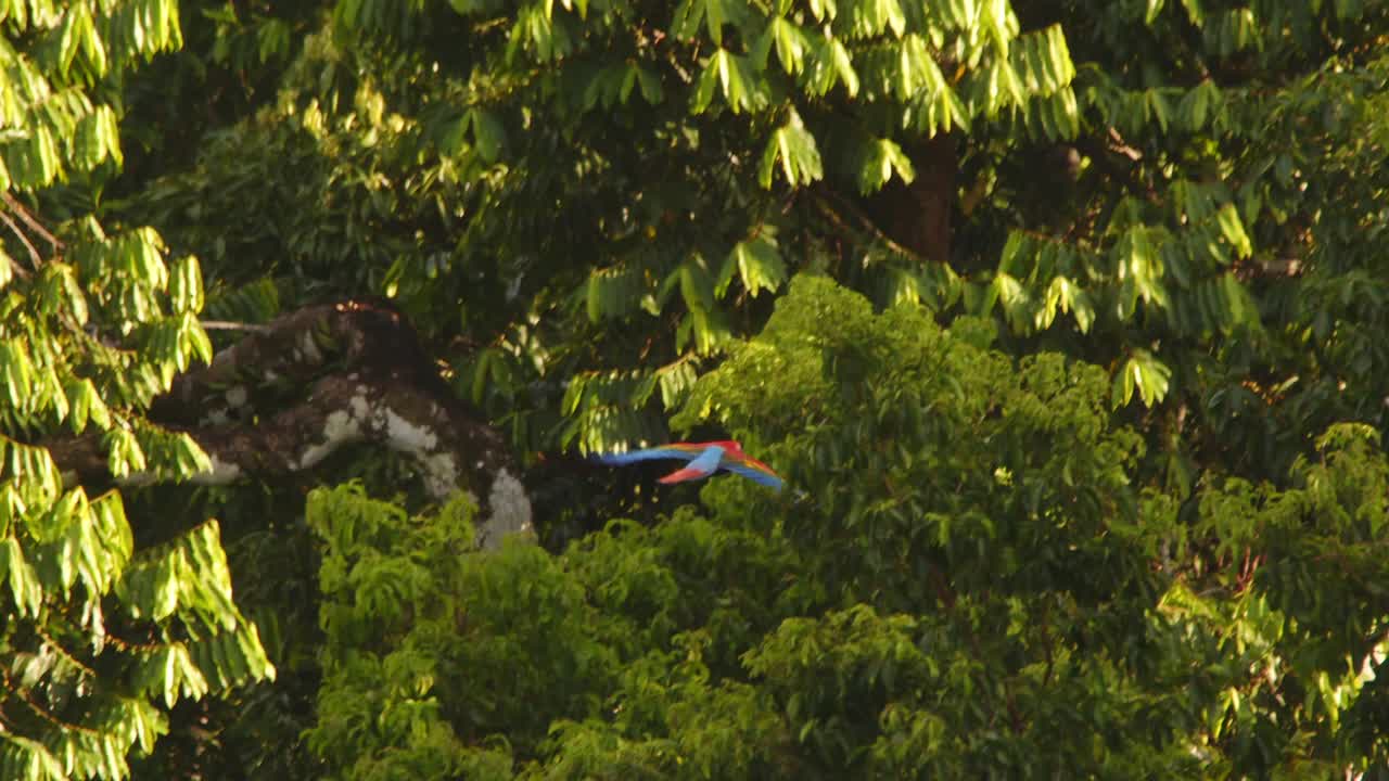 Single Scarlet macaw flying over the Amazon rainforest, bright colors vibrant against the green canopy