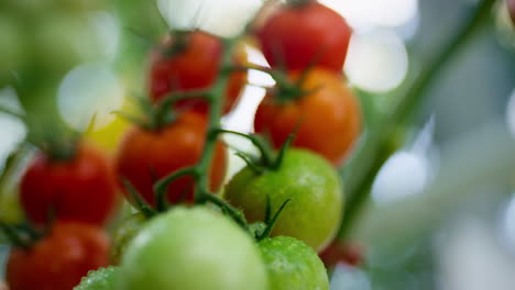 gotas de rocío planta de tomate maduran en la granja de verduras de cerca. concepto de alto antioxidante