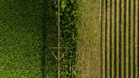 Lush-vineyard-rows-in-dardanelle,-ar,-with-contrasting-green-tones,-aerial-view