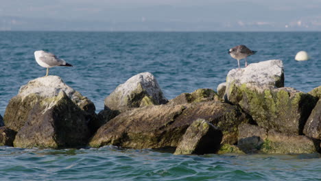 two seagulls sitting on a rock in the water