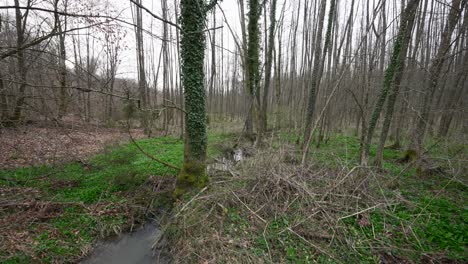 Kleiner-Bach-Fließt-Durch-Unordentlichen-Boden-Im-Kahlen-Baumwald