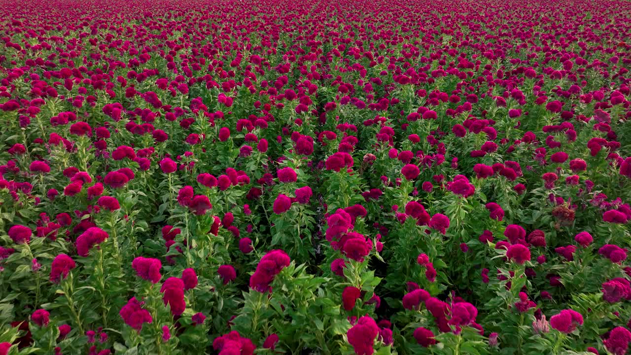vídeo aéreo de una plantación de flores de terciopelo