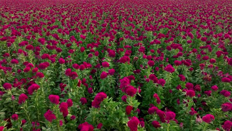 vídeo aéreo de una plantación de flores de terciopelo