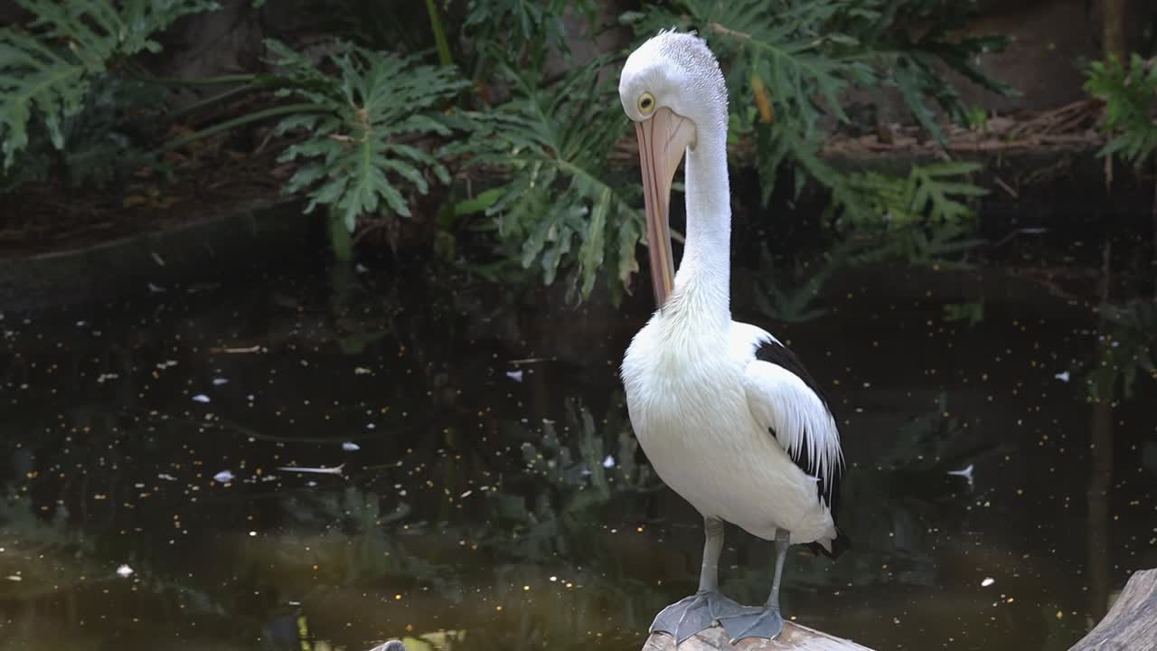 Pelicans Standing on Logs Above Pond in Tropical Wildlife Habitat