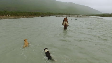 dogs swim behind a gaucho on horseback in a river