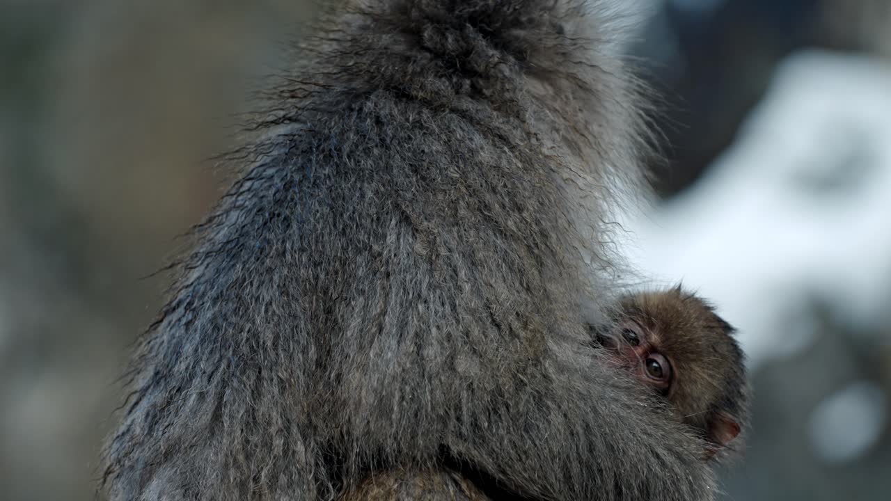 A tender moment unfolds as a baby snow monkey is lovingly protected in its mother's arms in the snowy landscape of Jigokudani, Japan.