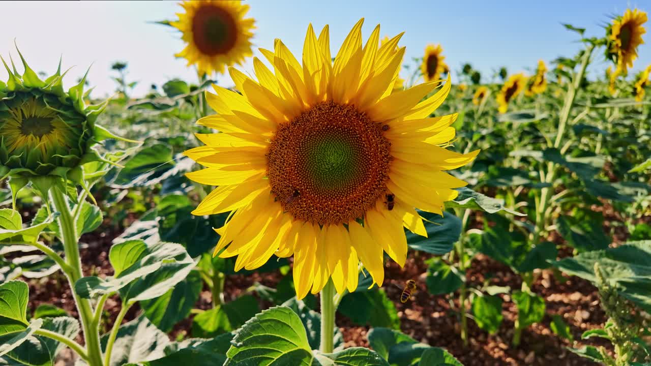 Close-up view of blooming sunflower under blue sky with other sunflowers in the field around it