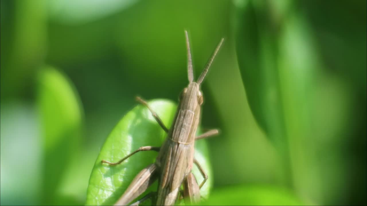 Video ravvicinato di cavalletta, cavalletta verde posata sulla foglia