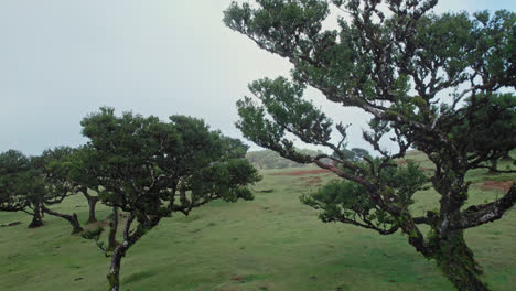 misty mountain forest with hiking trails