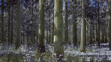 winter forest landscape with frosted trees under blue sky