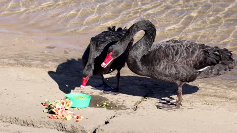 two black swans eating from a bowl