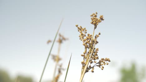 Natural-flower-of-grapes-with-smooth-camera-movement