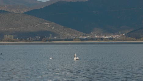 An-epic-landscape-of-a-Island,-Hawaii-mountains,-blue-ocean,-wildlife-in-the-water,-white-pelican,-seagulls-ducks-and-other-birds,-Static-shot,-4K-video,-slow-motion