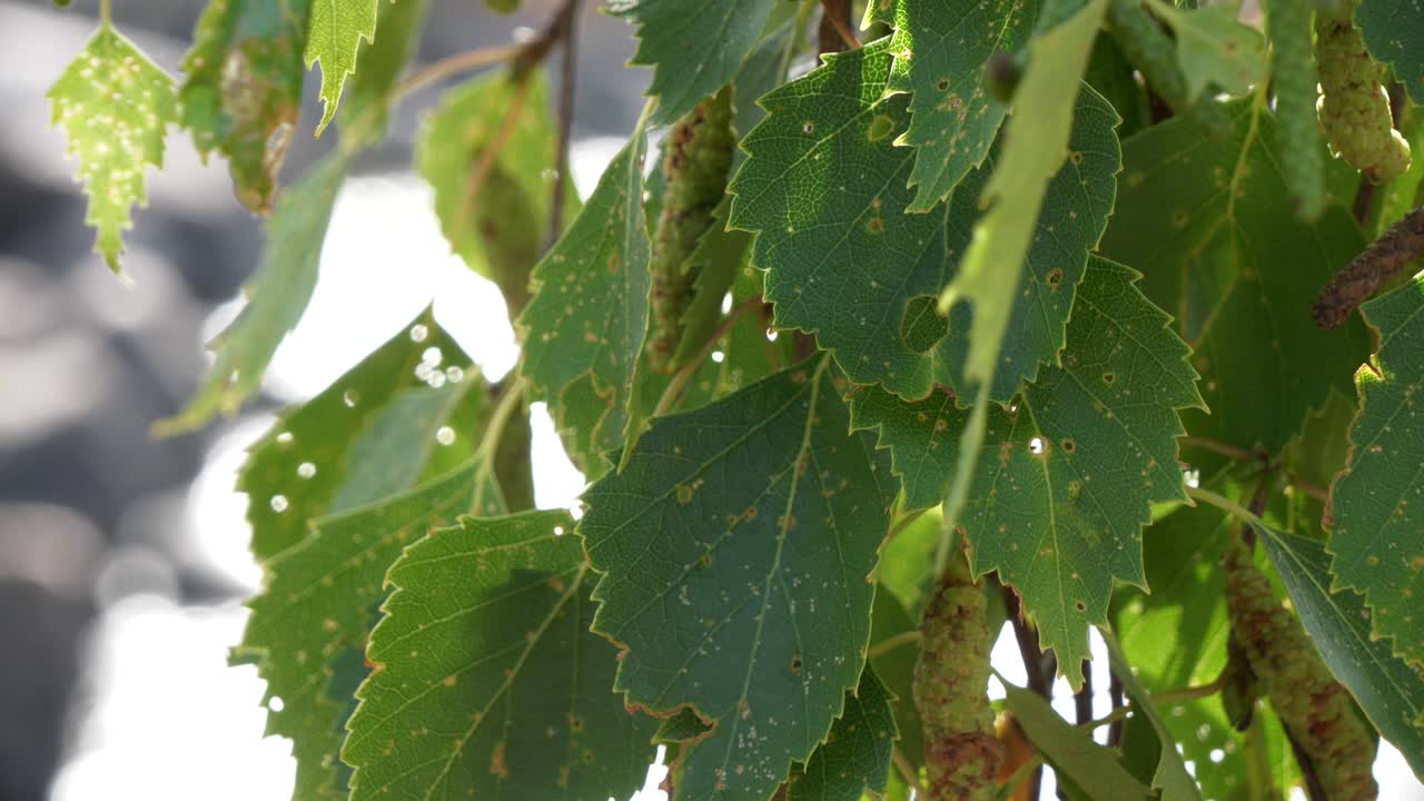 바람에 노란 점박이 자작나무 잎, 슬로우 모션을 닫습니다