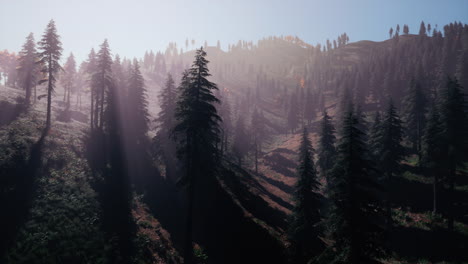 Evergreen-fir-trees-with-cones,-peaks-of-French-Alps-mountains