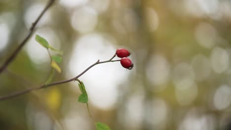 Two-rose-hips-on-the-branch