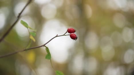 two rose hips on the branch