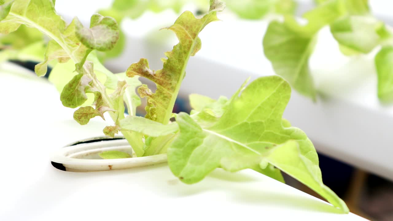 granja de hortalizas hidropónicas orgánicas