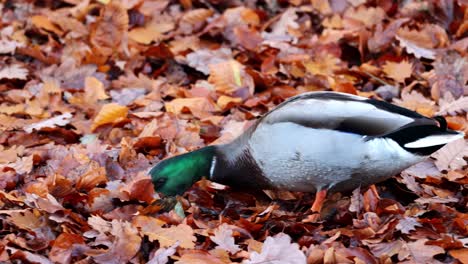 mallard drake looks for food in the autumn leaves in the sauerland