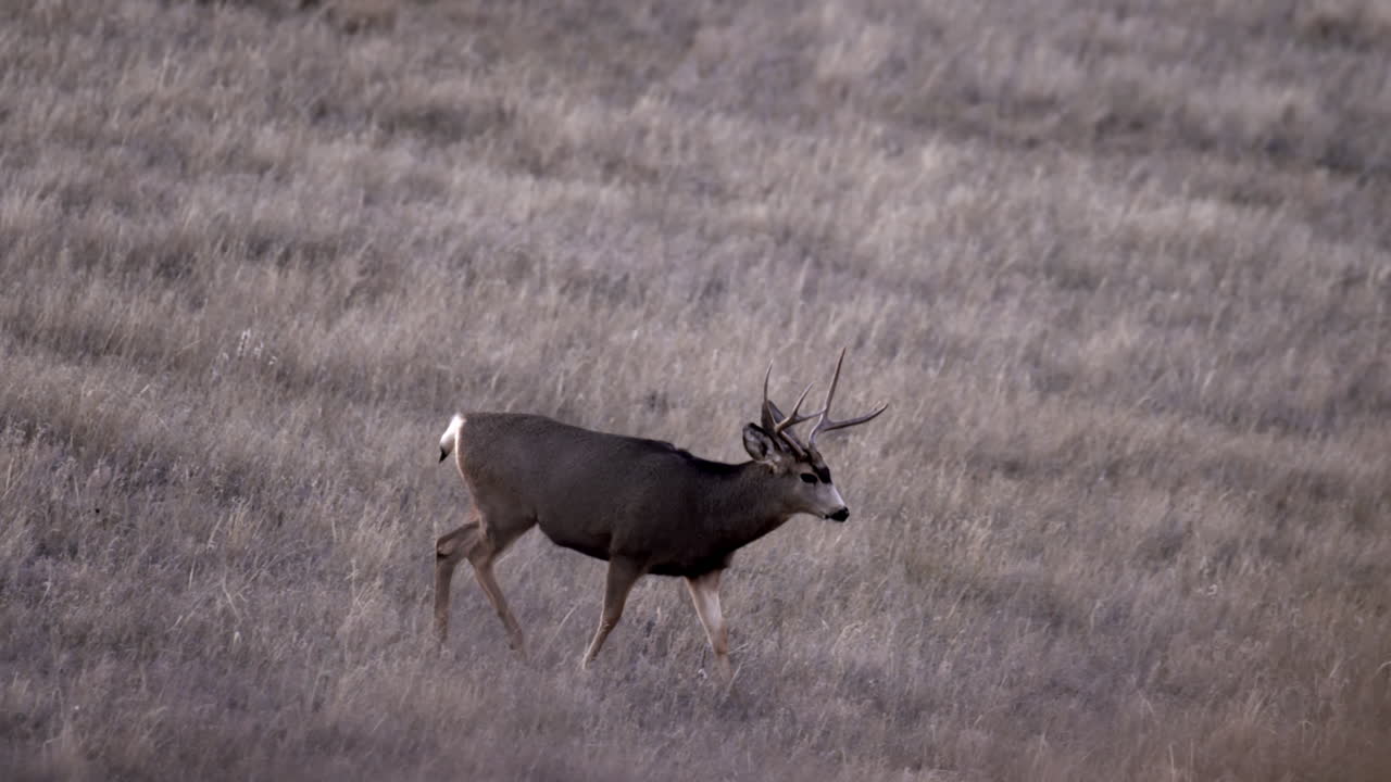 venado bura venado caminando en una llanura abierta o en un campo