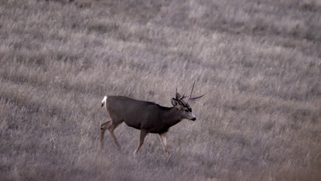 Venado-Bura-Venado-Caminando-En-Una-Llanura-Abierta-O-En-Un-Campo