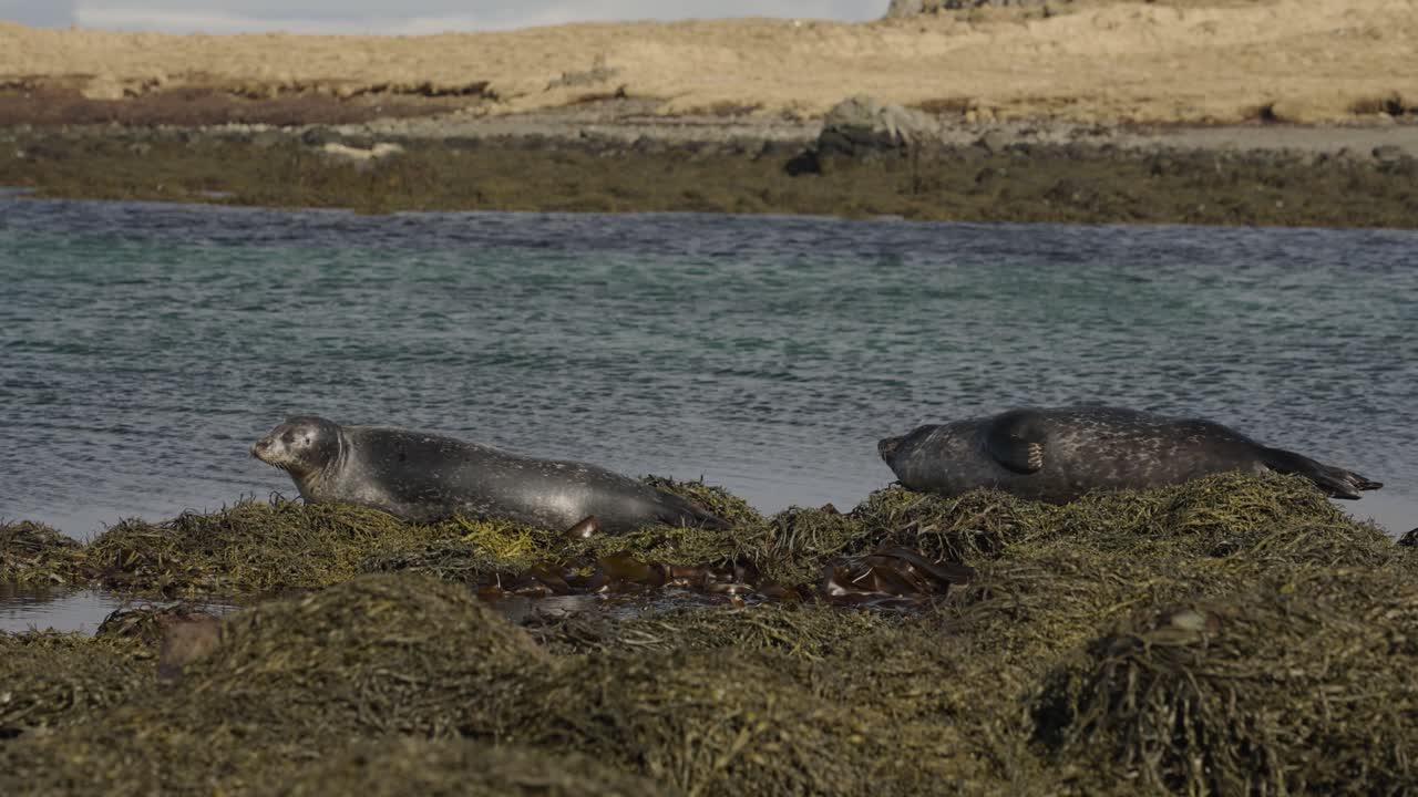 las focas de puerto manchadas descansan cerca de la costa del agua del océano en viejas algas marinas, islandia